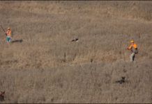 Field-Gun Showdown: Semiautos From Weatherby and Escort