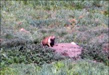 22-250 Rem Bolt Actions: Four Varminting Rifles Compete