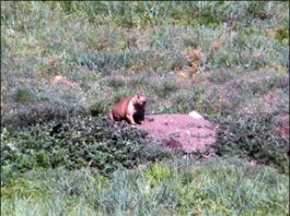 22-250 Rem Bolt Actions: Four Varminting Rifles Compete