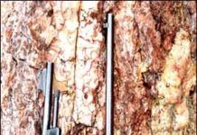 Historic Bolt-Action 22 Rifles: Remington Versus Winchester