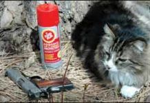 Three-Way Gun-Protectant Test