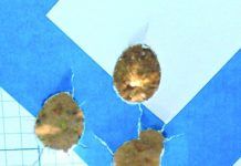 Slugs For Self Defense: These Shotgun Rounds Rock