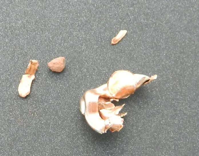 11 Hornady 36 grain