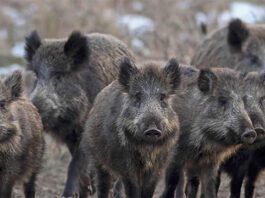 Rifles for Hog Hunting: Bolt Actions, Semi-Autos, Lever Actions