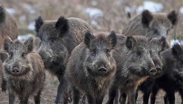 feral hogs group